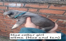 French Bulldog dogs for sale: 6 beautiful frenchies  - Image 8