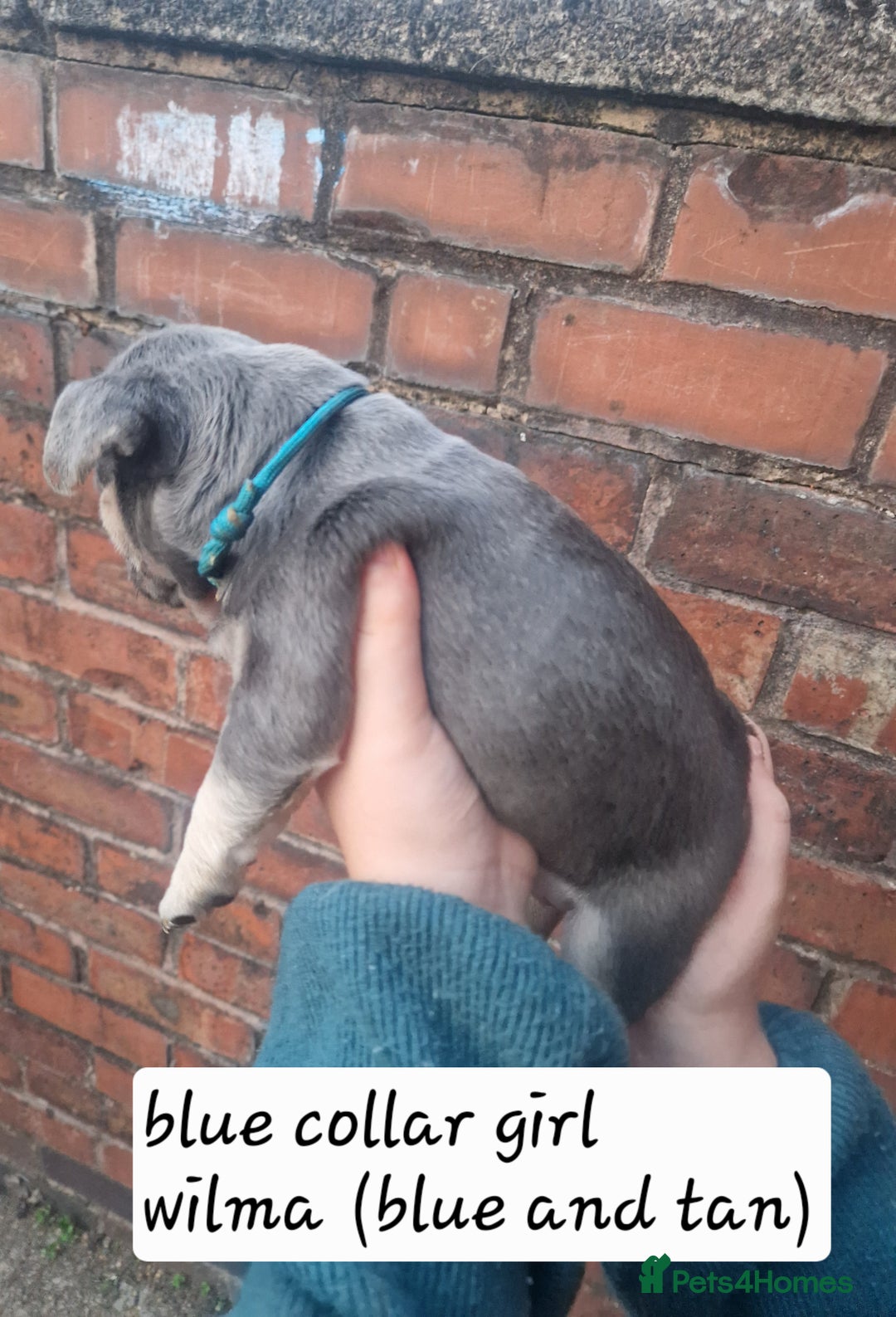 French Bulldog dogs for sale: 6 beautiful frenchies  - Image 8