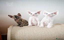 Devon Rex cats for sale: 🤍 Devon Rex Boy 🤍 Ready Soon - Image 7