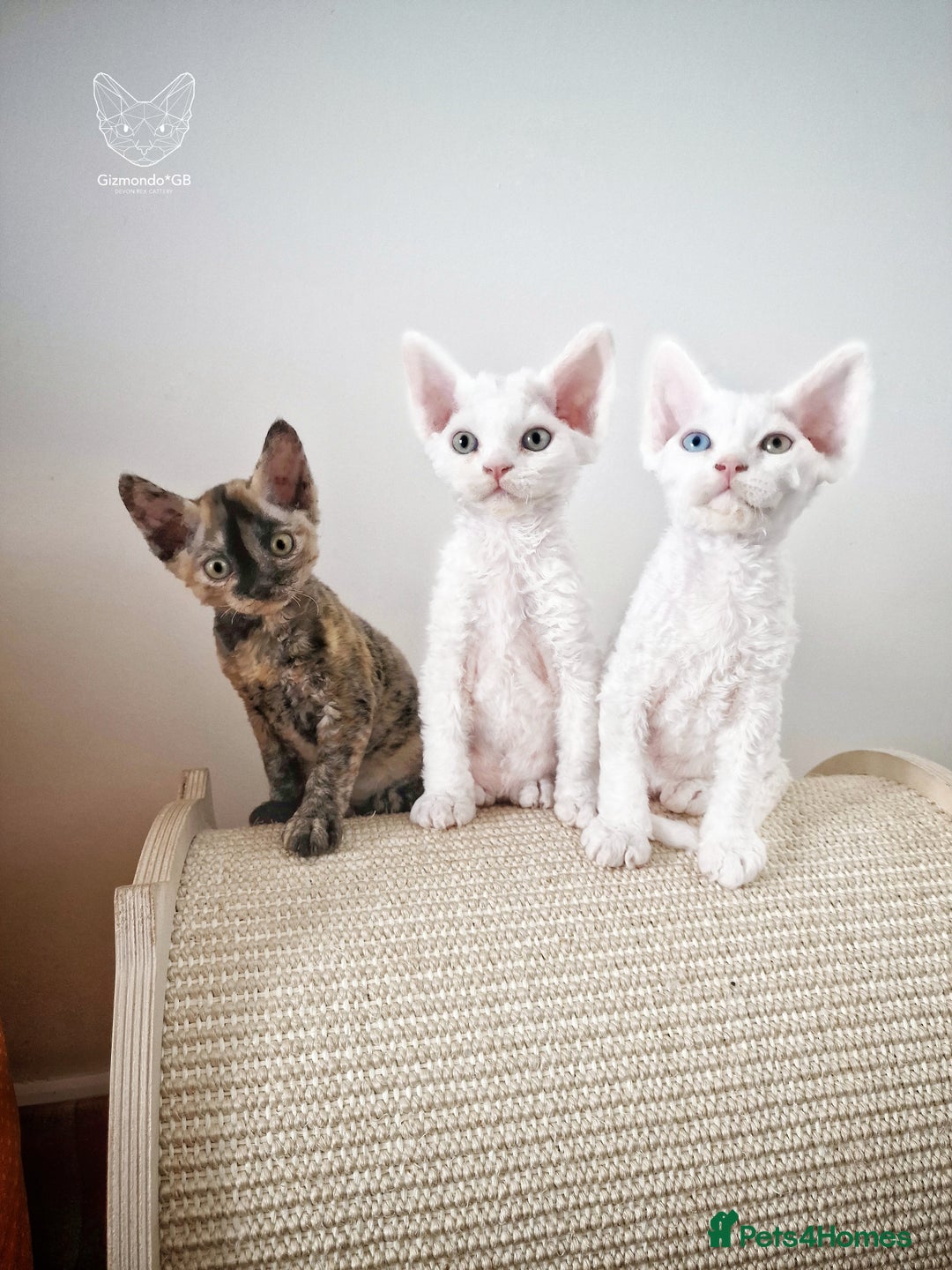 Devon Rex cats for sale: 🤍 Devon Rex Boy 🤍 Ready Soon - Image 7