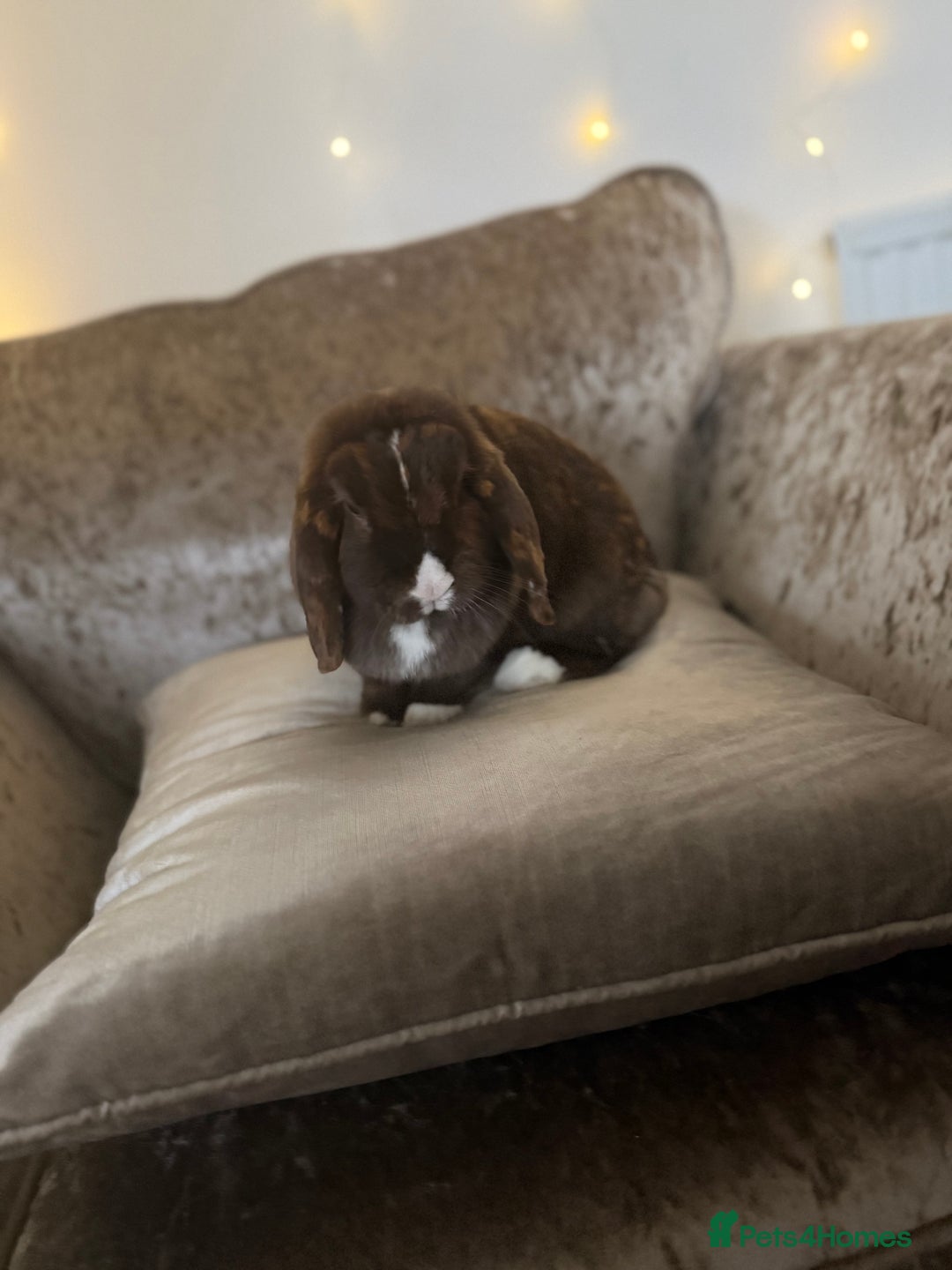 Mini Lop rabbits for sale: Mum and daughter mini lops for sale - Advert 6