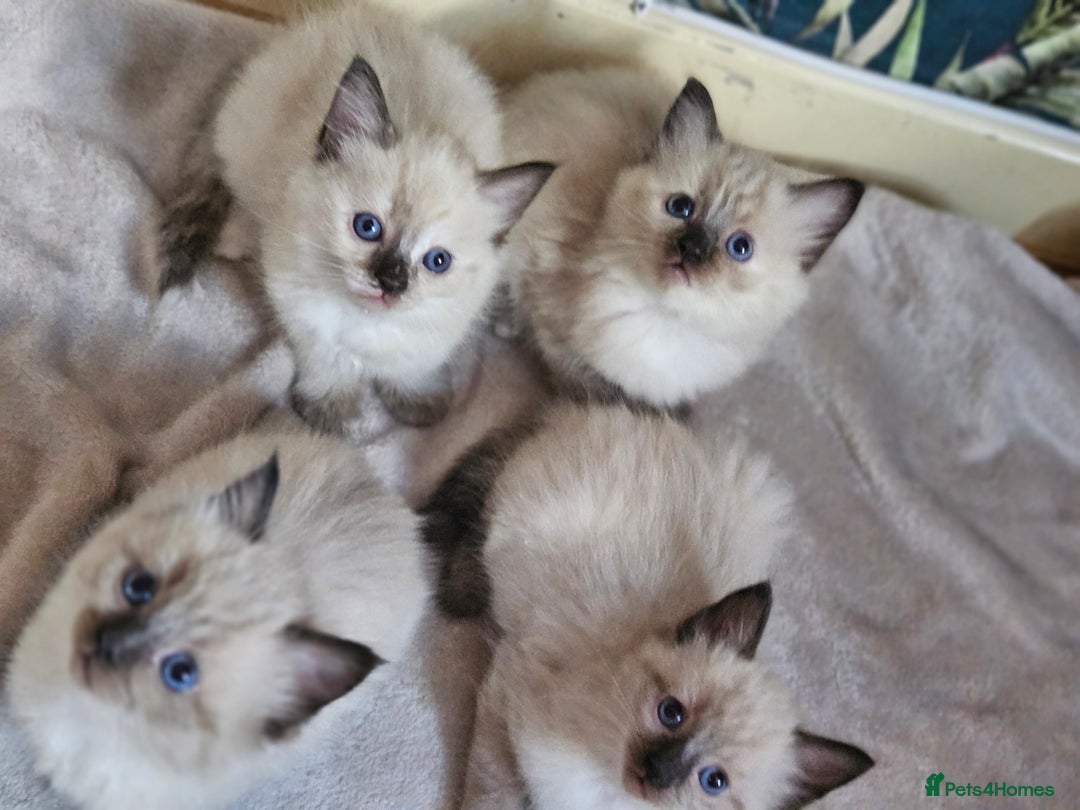 Ragdoll cats for sale: Ragdoll kittens  - Image 11