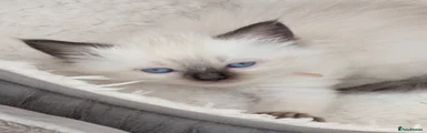 Ragdoll 5