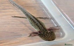 Axolotl reptiles for sale: REDUCED ONLY  5 LEFT baby Axolotls wild lavender  - Image 29