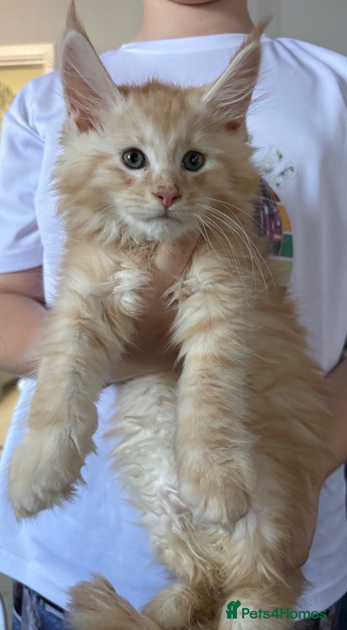 Maine Coon cats Gorgeous red Mc boys & torty girl ready now  - Advert 2