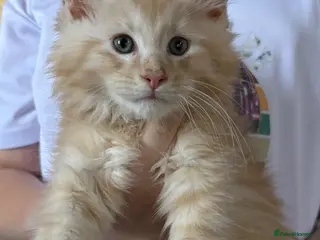 Maine Coon cats Gorgeous red Mc boys & torty girl ready now - Advert 2