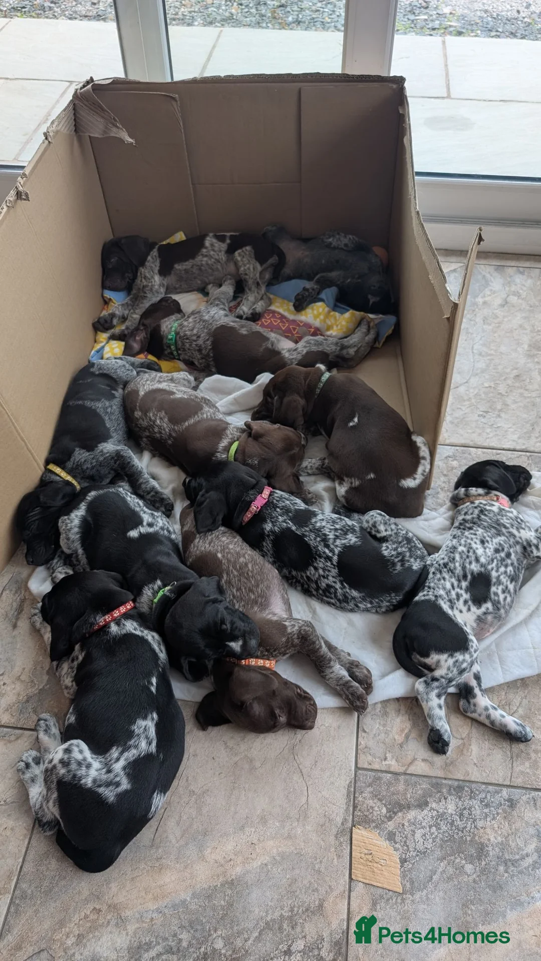 German Shorthaired Pointer dogs for sale: German Shorthaired Pointer puppies in Castle Douglas - Advert 5