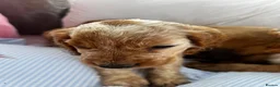 Cocker Spaniel dogs for sale: Show type cocker boys  in Daventry - Advert 20
