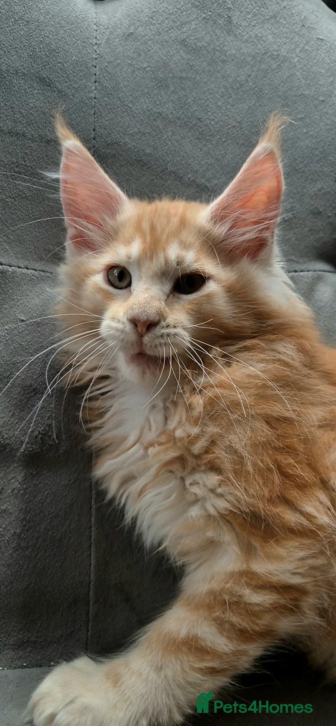 Maine Coon cats for sale: Beautiful Maine Coon boys . - Advert 27