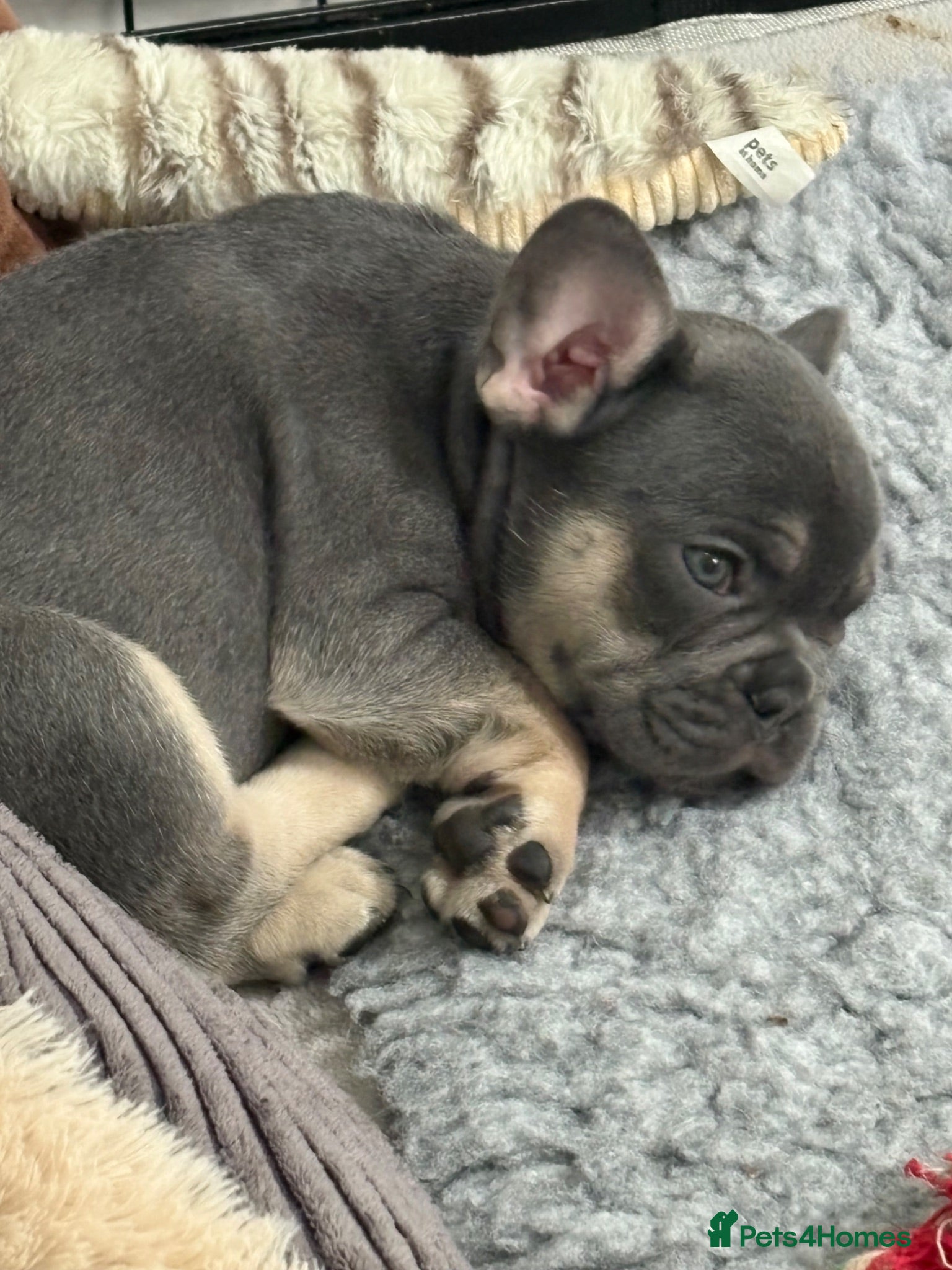 French Bulldog dogs French Bulldog Puppies – 4 Home-Raised Boys - Advert 8