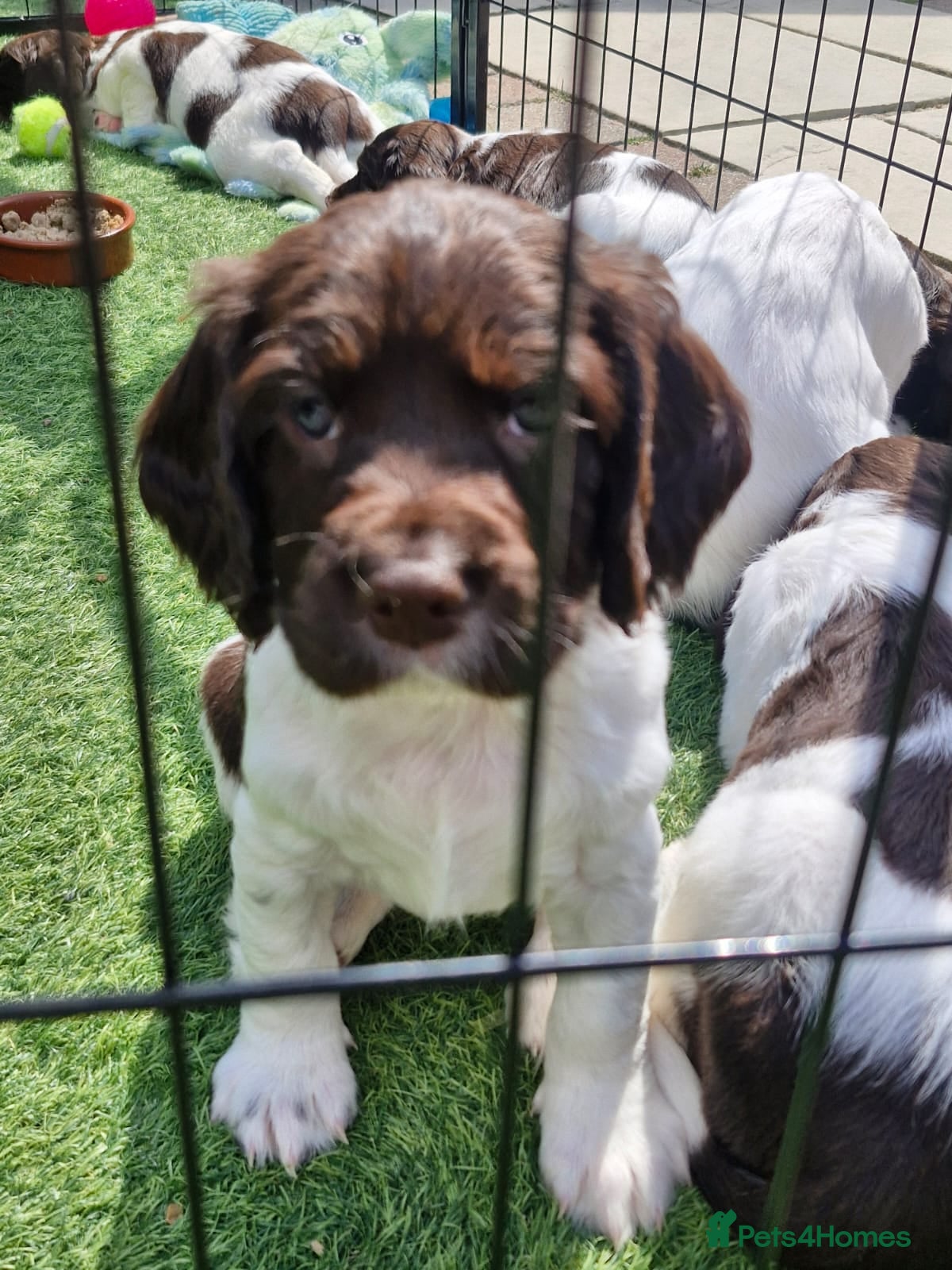 English Springer Spaniel dogs Lovely English springer spainels for sale! - Advert 1