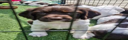English Springer Spaniel dogs for sale: Lovely English springer spainels for sale! - Advert 1