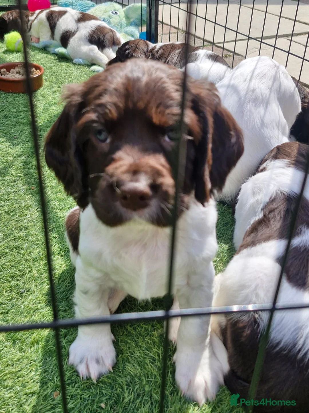 English Springer Spaniel dogs for sale: Lovely English springer spainels for sale! - Advert 1