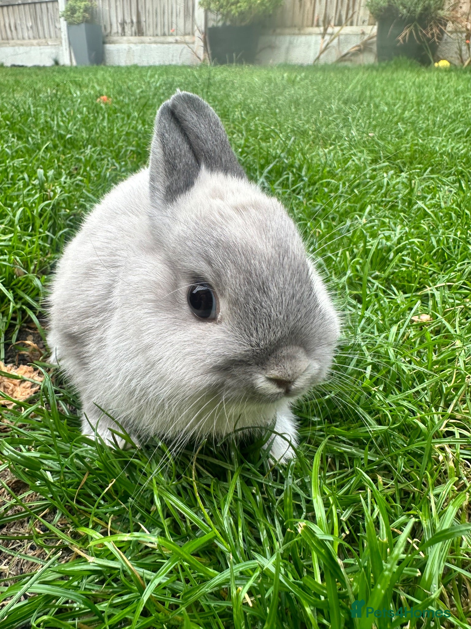Netherland Dwarf rabbits Netherland Dwarf Rabbits For Sale - Advert 2