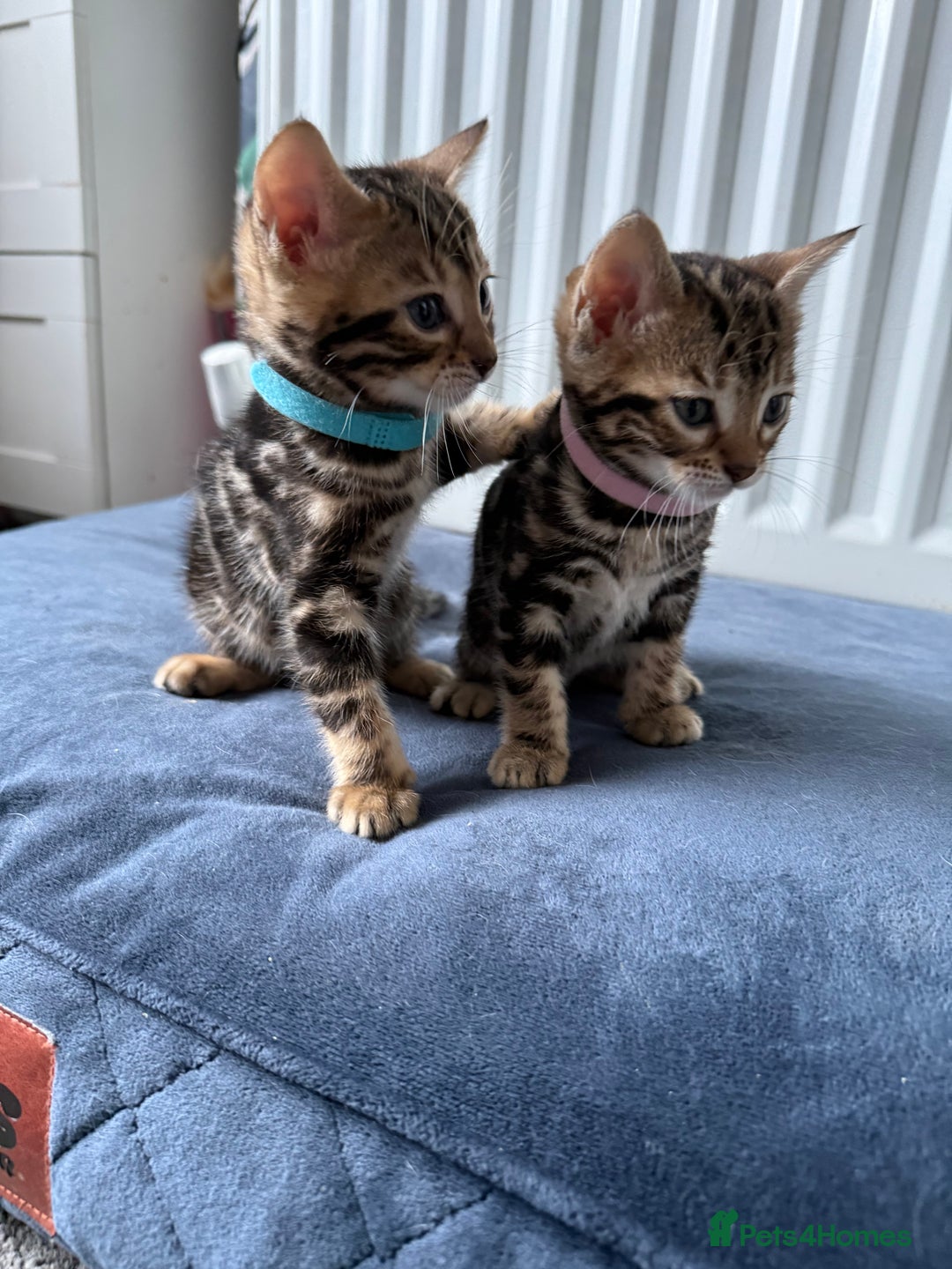 Bengal cats for sale: 6 Stunning Bengal kittens - Image 14