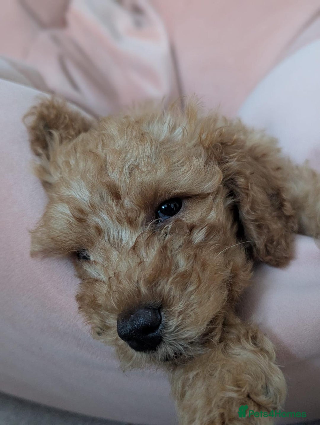 Cockapoo dogs for sale: I'm Marco, a 10 Week Old Cockapoo - Advert 4