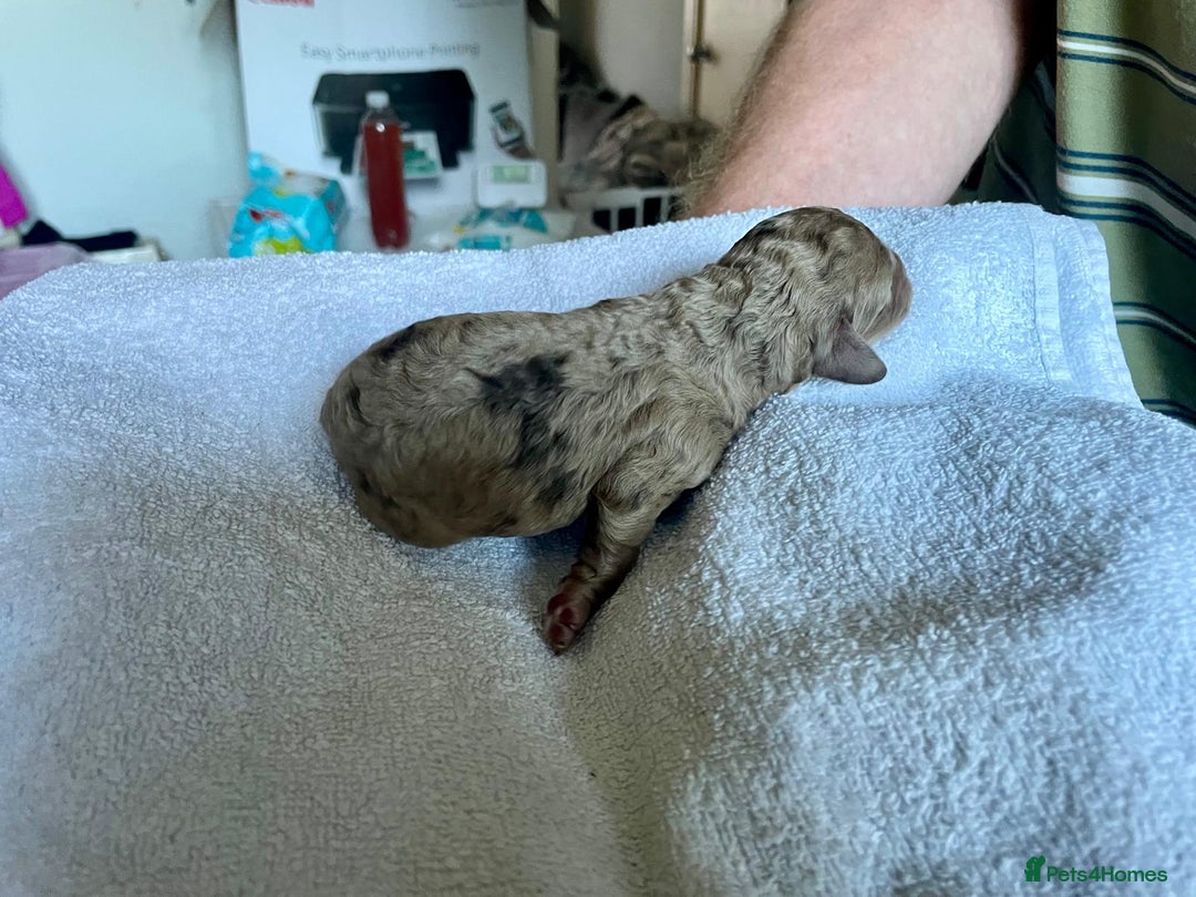 Cockapoo dogs for sale: Stunning F1BB cockapoos merles /phantoms/red ❤️ - Image 12