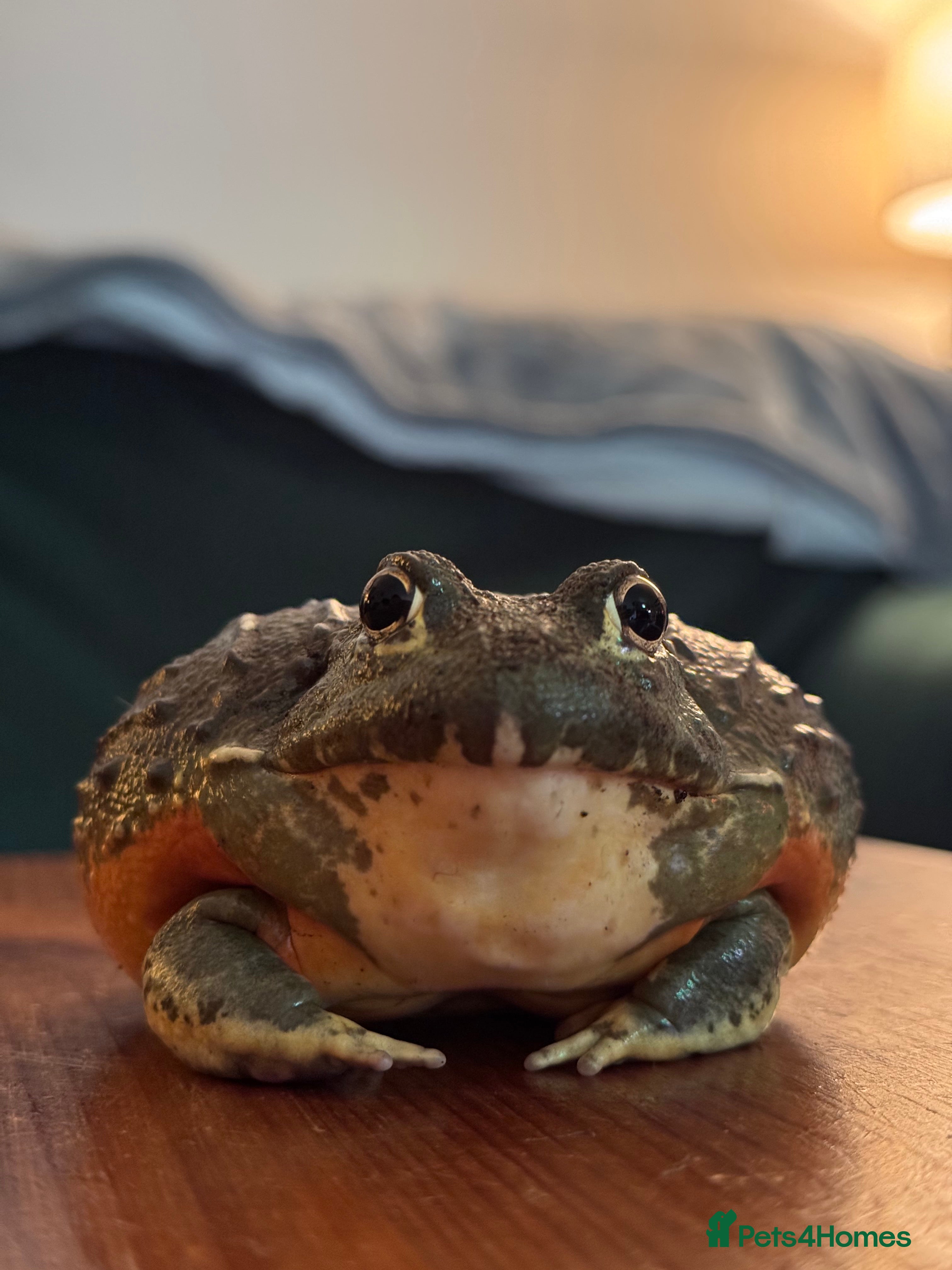 Frog reptiles Giant African Bullfrog & Exoterra Vivarium in Bournemouth - Advert 1