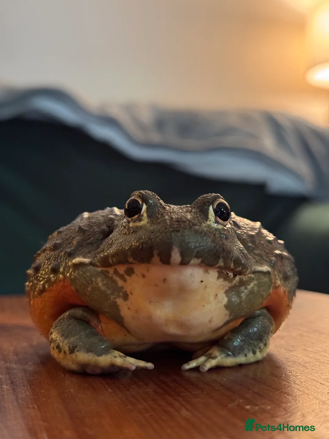 Frog reptiles for sale: Giant African Bullfrog & Exoterra Vivarium in Bournemouth - Advert 1