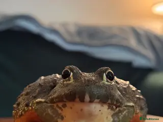 Frog reptiles Giant African Bullfrog & Exoterra Vivarium in Bournemouth - Advert 1