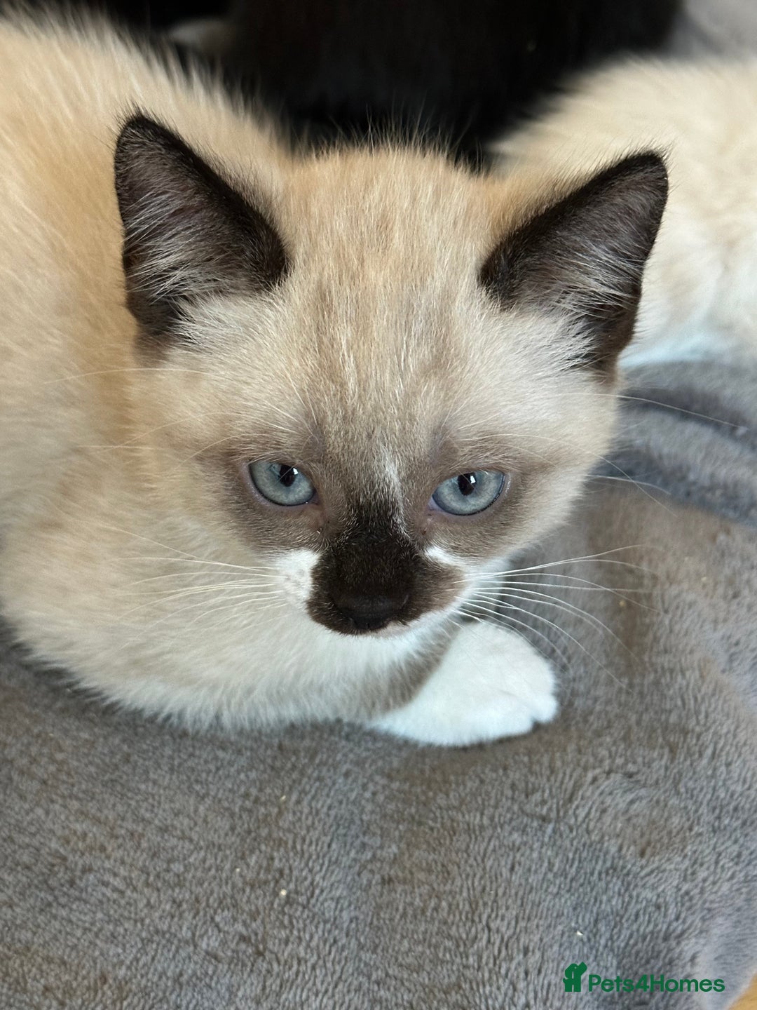 Ragdoll cats for sale: Ragdoll mix - Advert 14