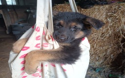 German Shepherd dogs for sale: German Shepherd puppies - Image 4