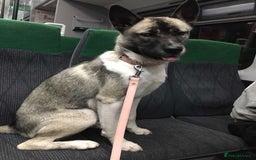 Mixed Breed dogs for sale: Cover - Image 2