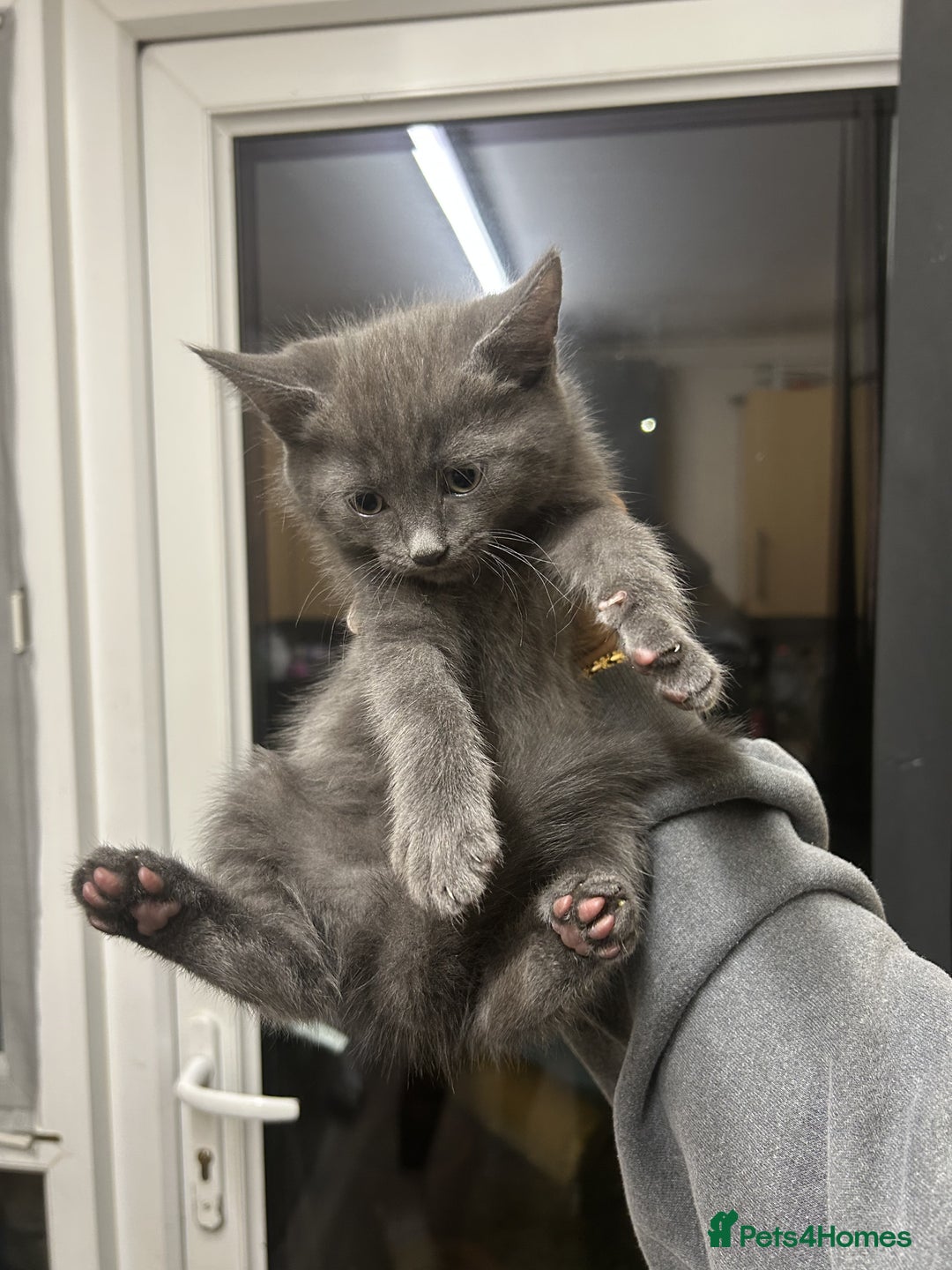 British Shorthair cats for sale: 5x British shorthair kittens for sale - Image 3