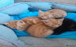 British Shorthair cats for sale: Beautiful kittens  - Image 1