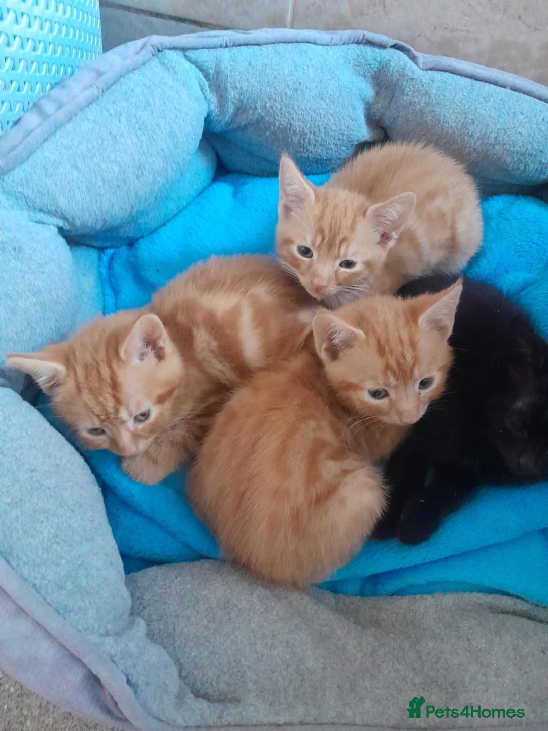 British Shorthair cats for sale: Beautiful kittens  - Image 1