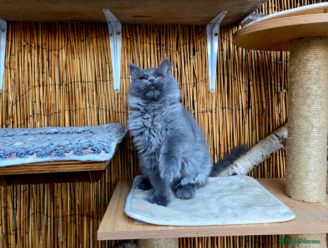 Maine Coon cats for sale: 2 Stunning GCCF Kittens Available.  - Advert 21