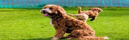 Australian Labradoodle dogs for stud: Tuxedo Max Available for Stud - Advert 7