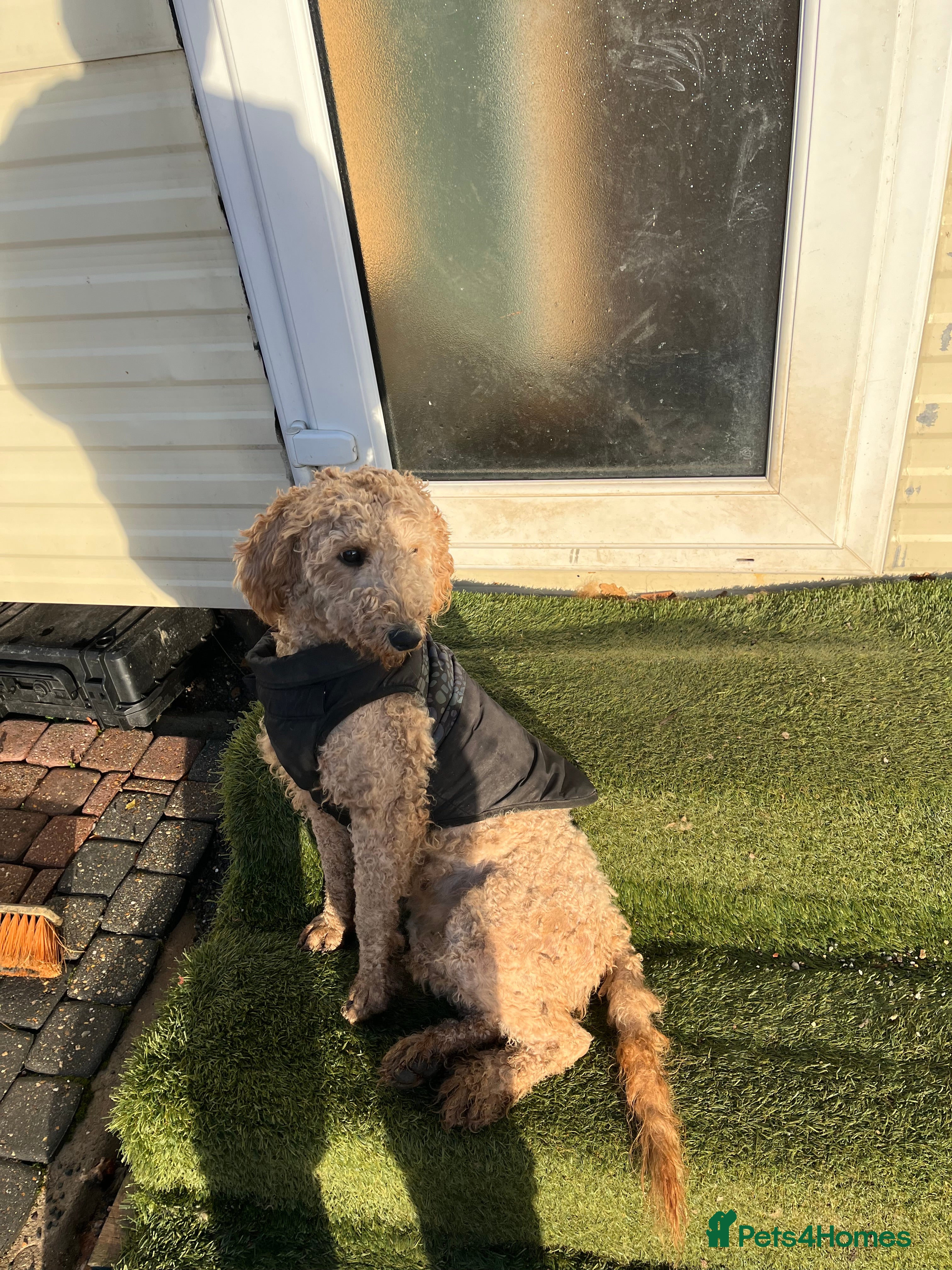 Mini Goldendoodle dogs Mini golden doodle f1b - Advert 16