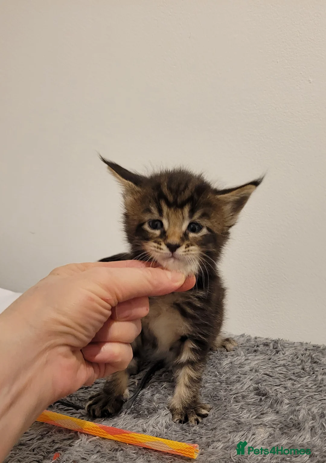 Maine Coon cats for sale: Tica registered maine coon kittens  - Advert 4