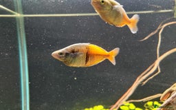 Rainbow Fish fish for sale: 3x Boesemani Rainbowfish Tropical Aquarium Fish - Image 6