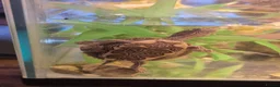 Turtle reptiles for sale: Mississipi Map Turtle-Full Set-Up in Gravesend - Advert 3
