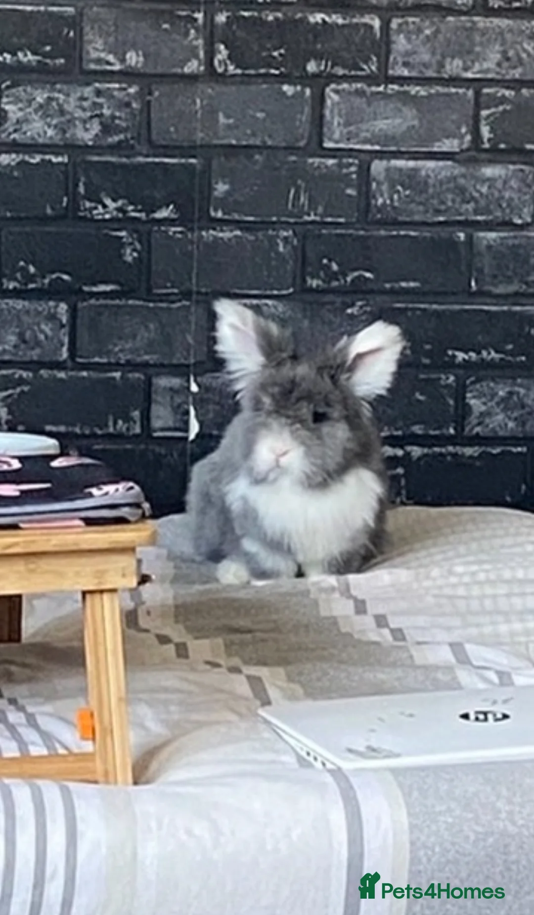 Lionhead rabbits for sale: 1 female , 1 male - 3 Year old lion head bunnies - Advert 2