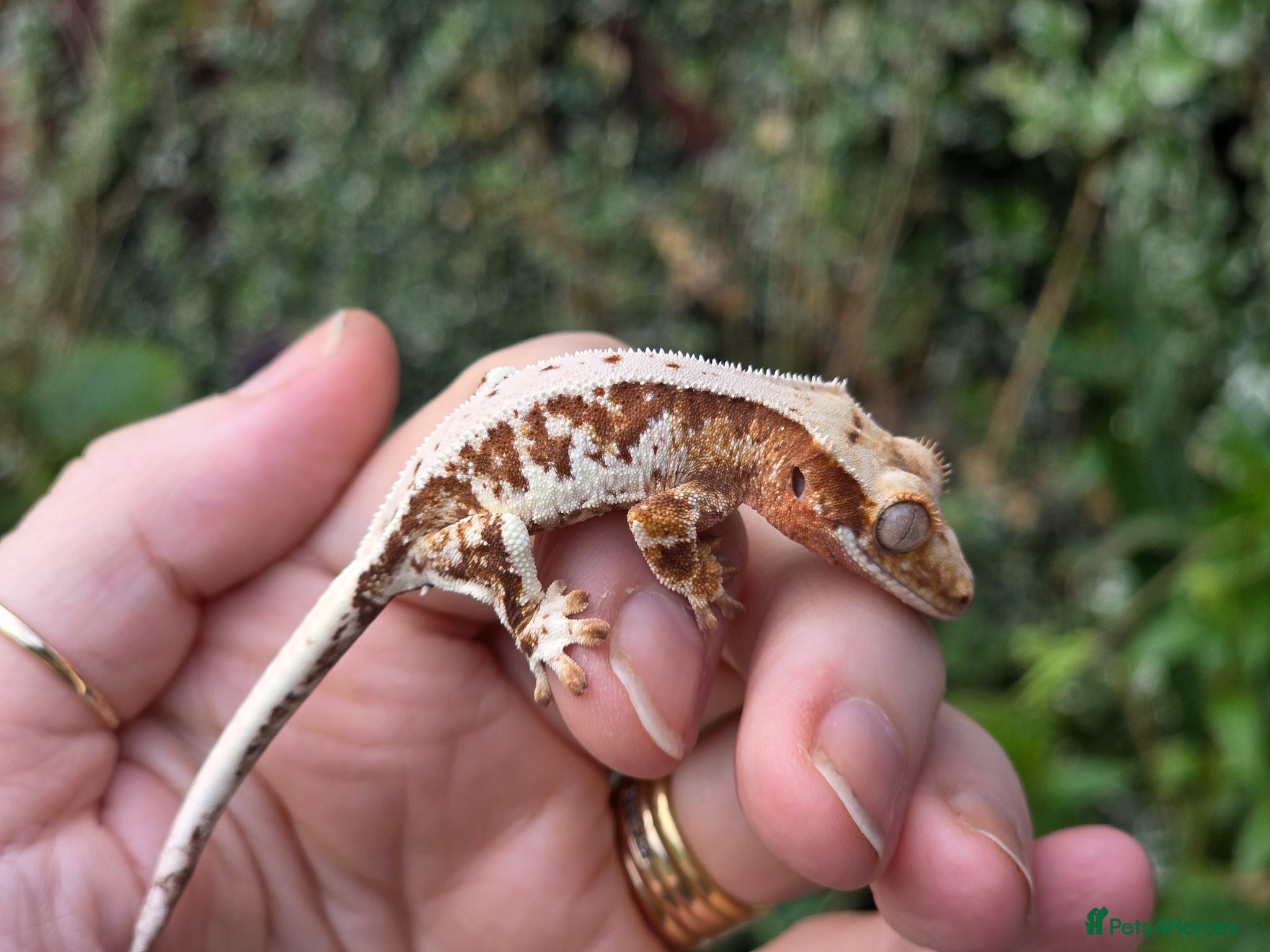 Gecko reptiles Crested geckos  - Advert 14