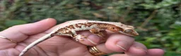 Gecko reptiles for sale: Crested geckos  - Advert 1