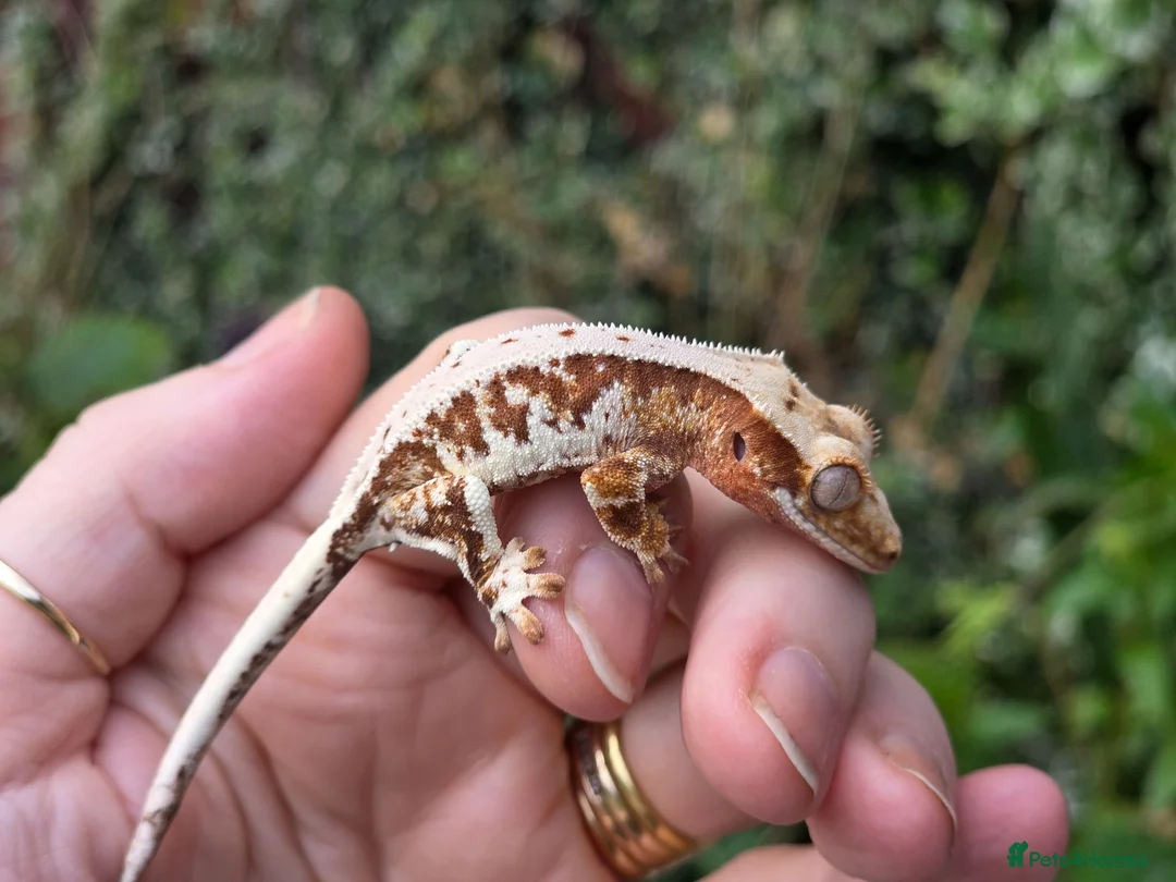 Gecko reptiles for sale: Crested geckos  - Advert 1