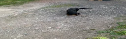 Dachshund dogs for sale: Dachund female - Advert 4