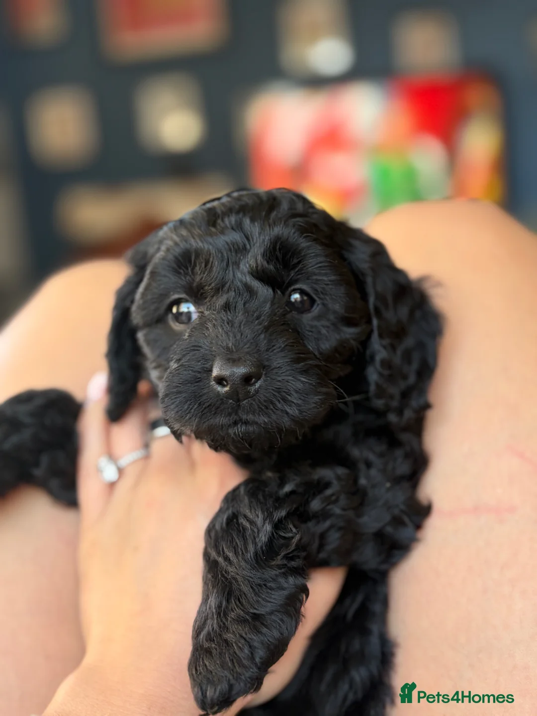 Cavapoo dogs for sale: Cavapoo puppy in Belfast - Advert 2