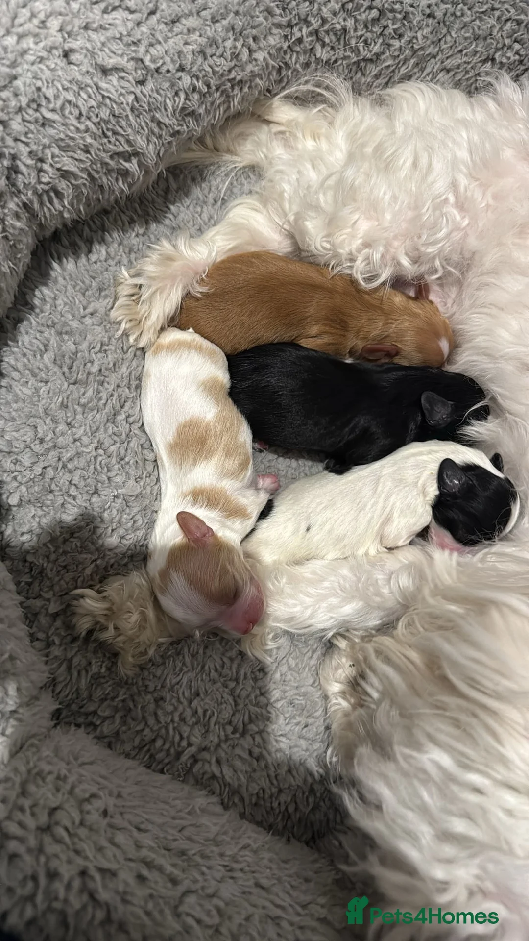 Cavalier King Charles Spaniel dogs for stud: *PROVEN* HEALTH TESTED Black & Tan Cavalier STUD in Oldham - Advert 19