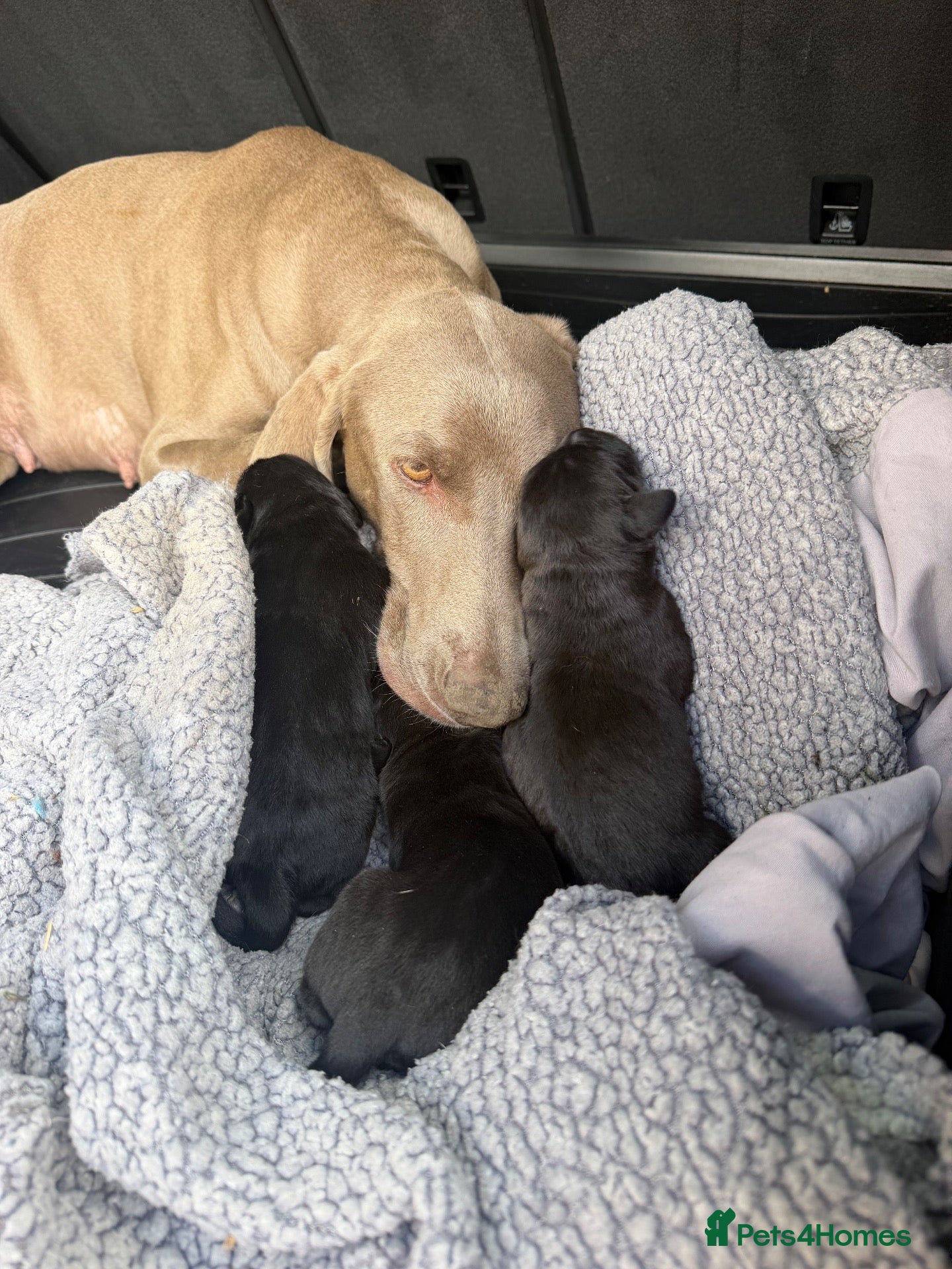 Mixed Breed dogs Beautiful Weimadors ♥️ - Advert 2