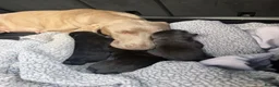 Mixed Breed dogs for sale: Beautiful Weimadors ♥️ - Advert 2