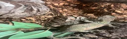 Gecko reptiles for sale: 2x chahoua mossy geckos  - Advert 5