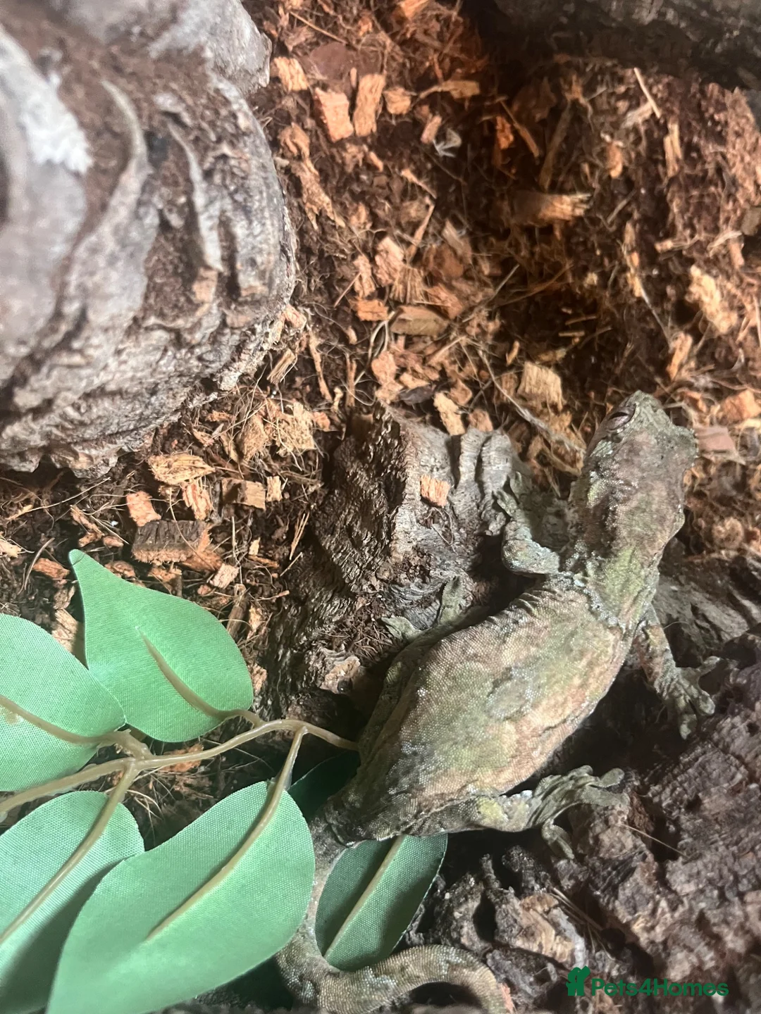 Gecko reptiles for sale: 2x chahoua mossy geckos  - Advert 5