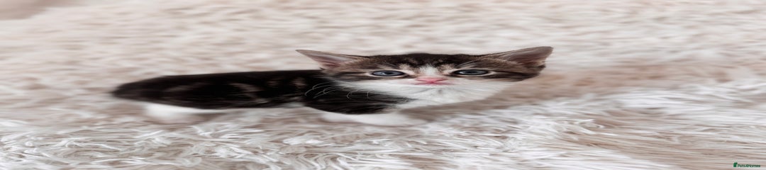 Persian Kitten 2