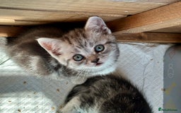 British Shorthair cats for sale: Gorgeous British Shorthair Babies.  - Image 1