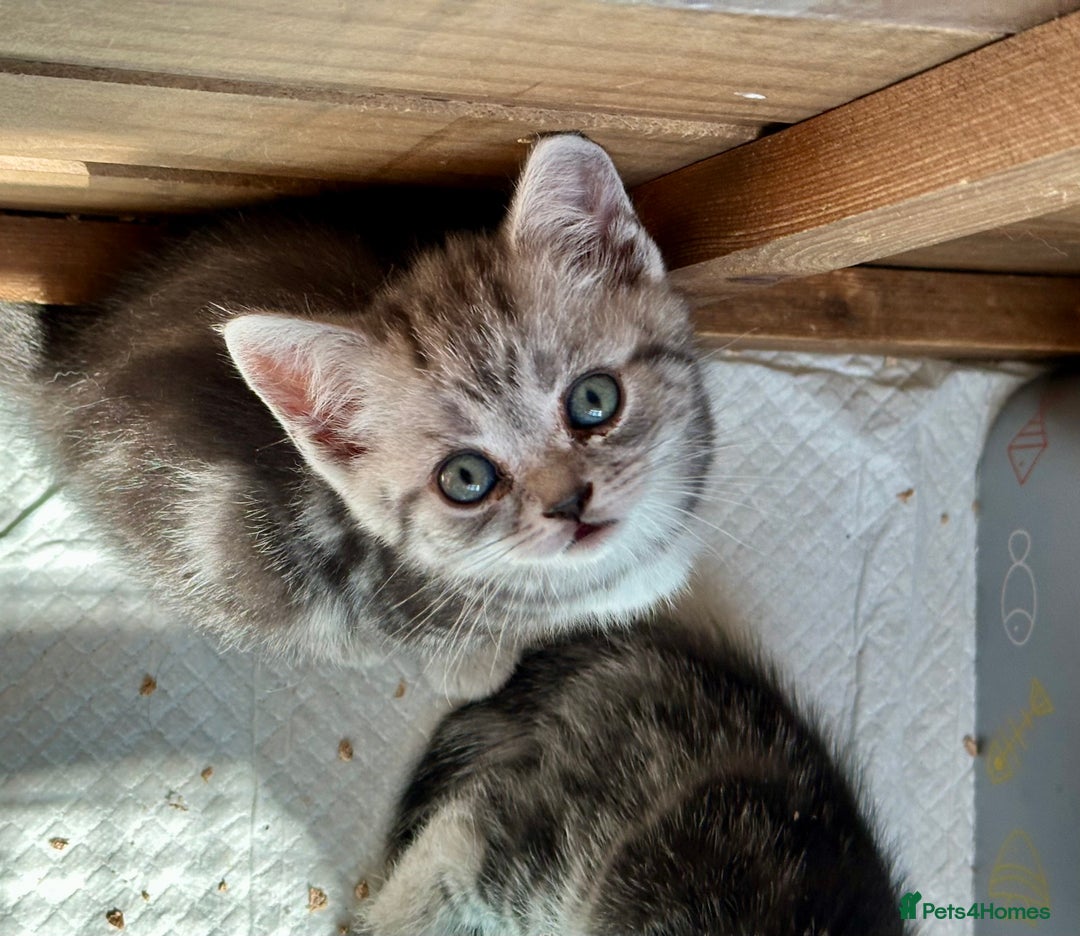 British Shorthair cats for sale: Gorgeous British Shorthair Babies.  - Image 1